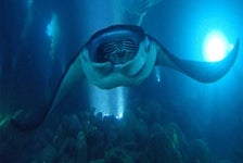 Night Manta Swim in Keauhou, Hawaii