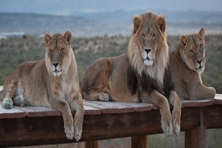 Out of Africa Wildlife Park in Camp Verde, Arizona