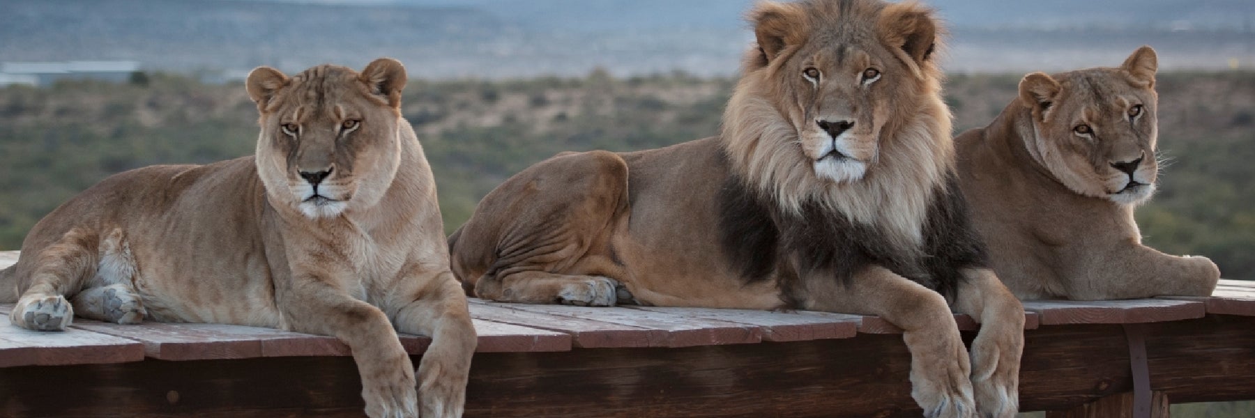 Out of Africa Wildlife Park in Camp Verde, Arizona