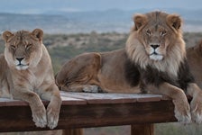 Out of Africa Wildlife Park in Camp Verde, Arizona