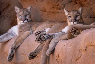 Phoenix Zoo in Phoenix, Arizona