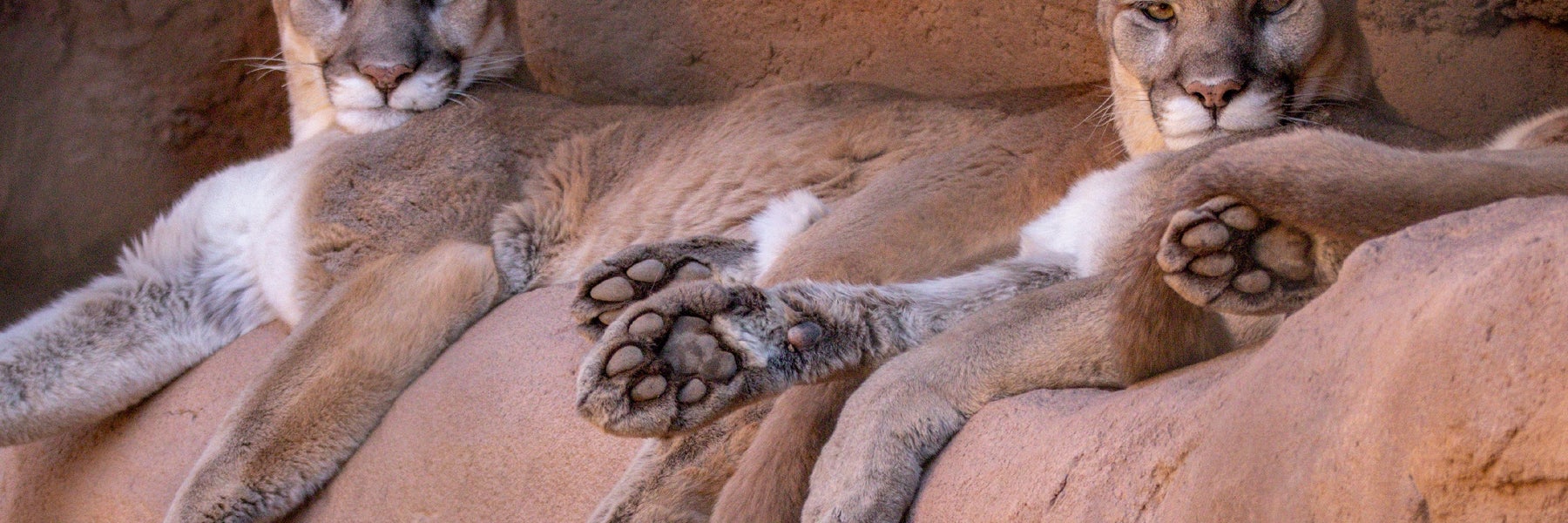 Phoenix Zoo in Phoenix, Arizona