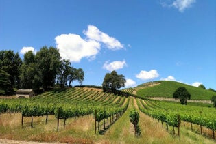 Wine Tasting in Sonoma County: Private All-Inclusive Excursion in San Francisco, California