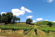 Wine Tasting in Sonoma County: Private All-Inclusive Excursion in San Francisco, California
