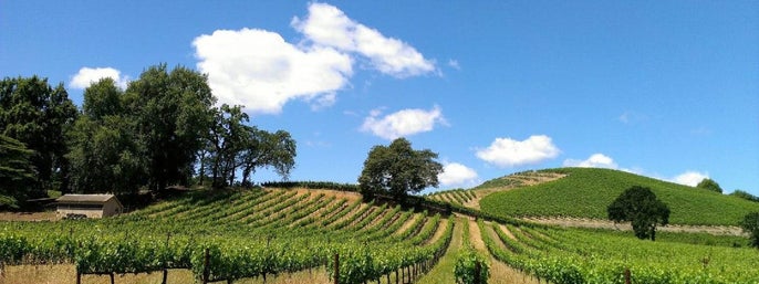 Wine Tasting in Sonoma County: Private All-Inclusive Excursion in San Francisco, California