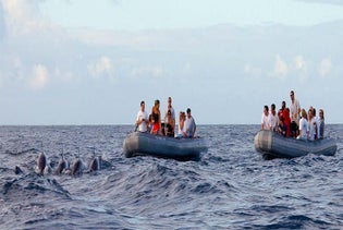 Kauai Sea Tours - Whale Watch Discovery Tour in Eleele, Kauai, Hawaii