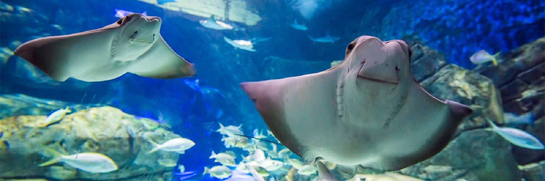 Ripley's Aquarium of Canada in Toronto, Ontario