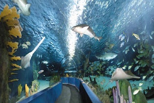 Ripley's Aquarium of Myrtle Beach in Myrtle Beach, South Carolina