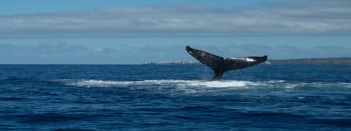 Sail Maui Whale Watching Tour from Maalaea Harbor in Wailuku, Hawaii