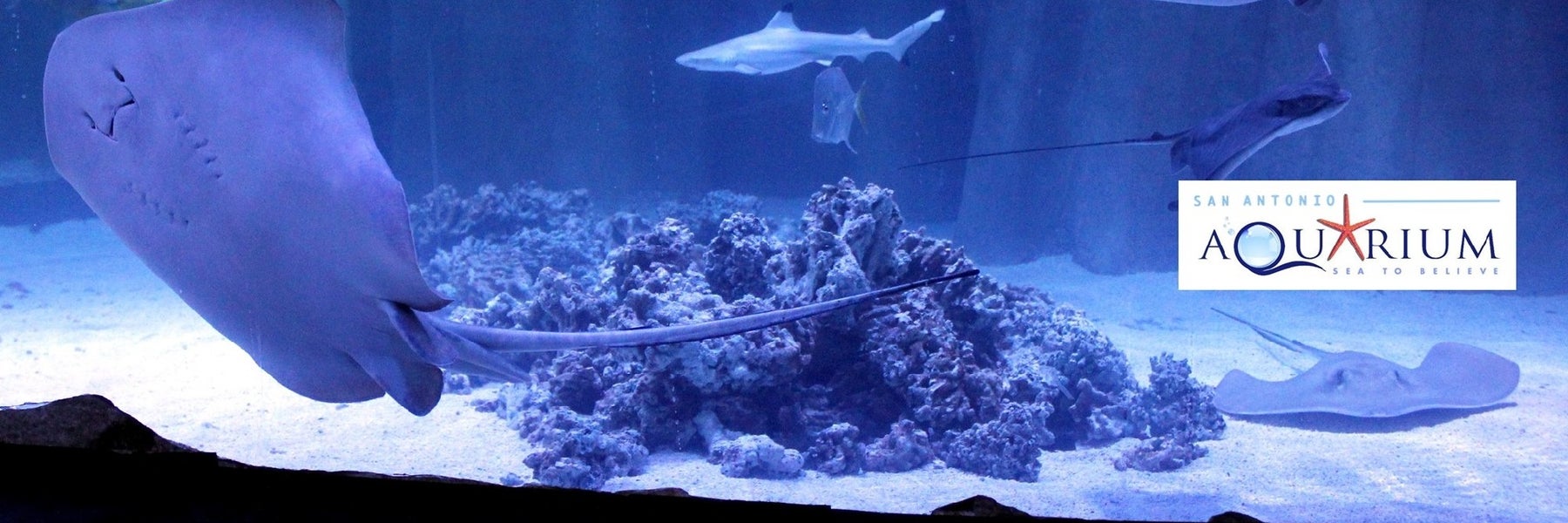 San Antonio Aquarium in San Antonio, Texas