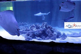 San Antonio Aquarium in San Antonio, Texas