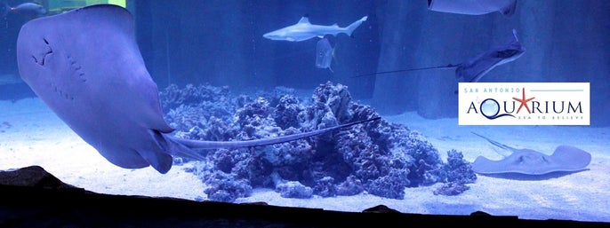 San Antonio Aquarium in San Antonio, Texas