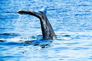 San Diego Whale Watching Cruise by Flagship Cruises in San Diego, California