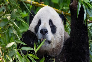 San Diego Zoo in San Diego, California