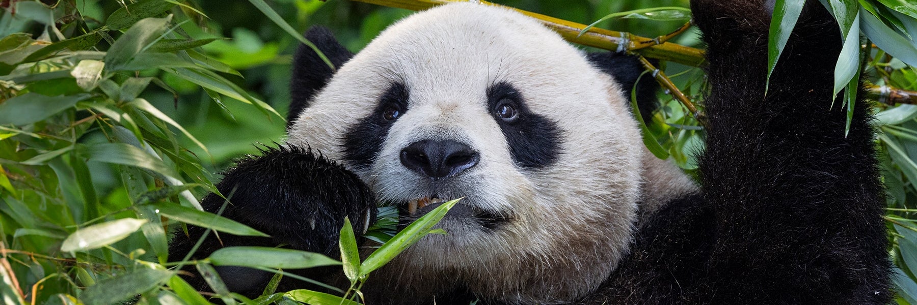 San Diego Zoo in San Diego, California