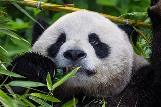 San Diego Zoo in San Diego, California