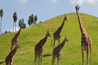 San Diego Zoo Safari Park in Escondido, California