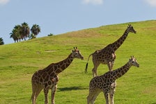 San Diego Zoo Safari Park in Escondido, California
