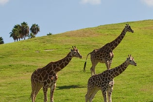 San Diego Zoo Safari Park in Escondido, California