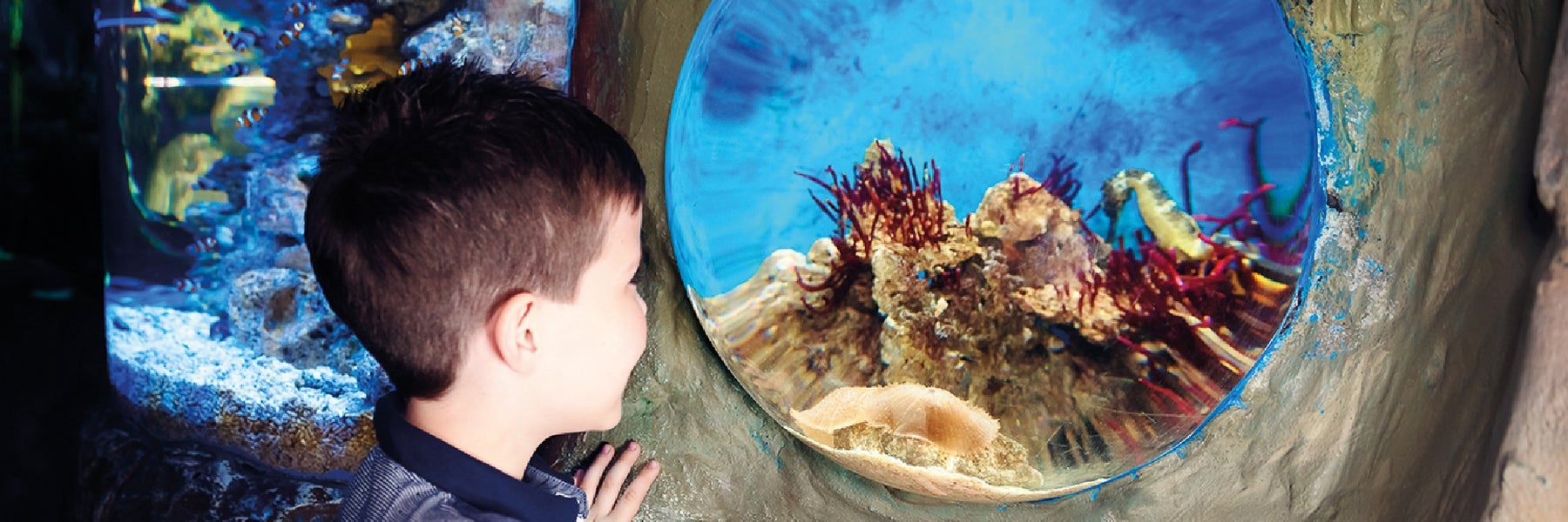 SEA LIFE Grapevine in Grapevine, Texas
