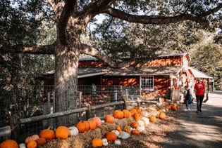 Shepherd’s PumpkinFest in Branson, Missouri