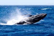 Star of Honolulu Whale Watch Cruise - Honolulu, HI