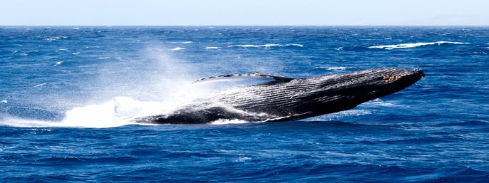 Star of Honolulu Whale Watch Cruise in Honolulu, Hawaii