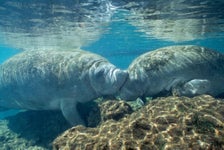 Swim Where the Manatees Live! with Transportation in Orlando, Florida