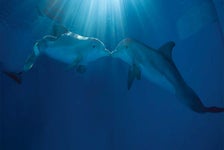 Tampa Bay CityPASS - , 