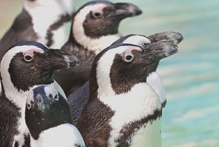 Tampa's ZooQuarium Pass: ZooTampa & Florida Aquarium in Tampa, Florida