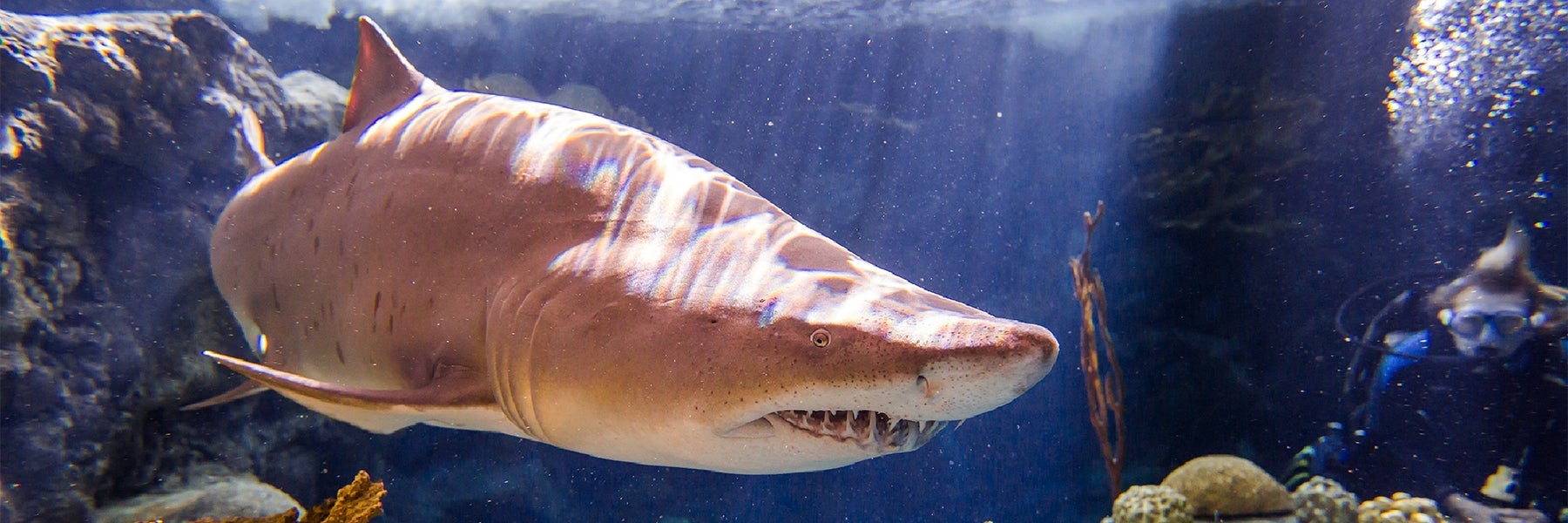 The Florida Aquarium in Tampa, Florida