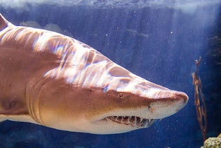 The Florida Aquarium in Tampa, Florida