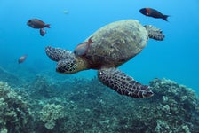 Turtle Canyon Snorkel Excursion from Waikiki in Honolulu, Hawaii