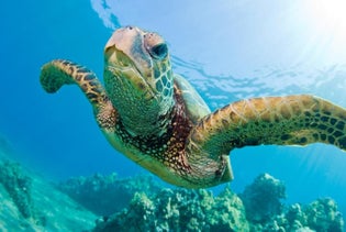 Turtle Reef Snorkel in Honolulu, Hawaii