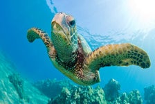 Turtle Snorkel Sail with Lunch in Honolulu, Hawaii