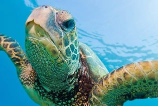 Turtle Snorkel Sail with Lunch in Honolulu, Hawaii
