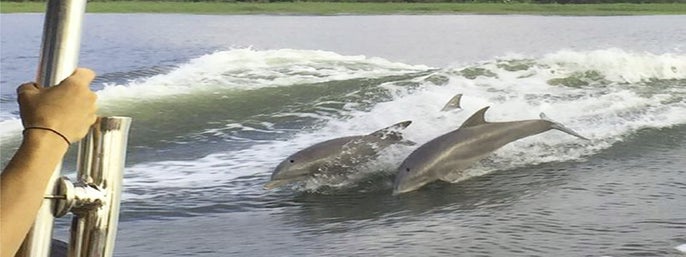 Tybee Island Dolphin Tour in Savannah, Georgia