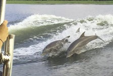 Tybee Island Dolphin Tour in Savannah, Georgia