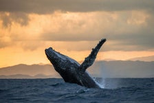 Victoria Whale Watching Tours in Victoria, British Columbia