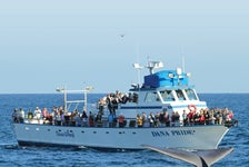 Whale and Dolphin Watching Tour in Dana Point, California