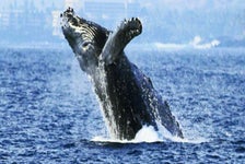 Whale Watching Cruise Kona - Big Island with Body Glove Hawaii - Kailua Kona, Big Island, HI