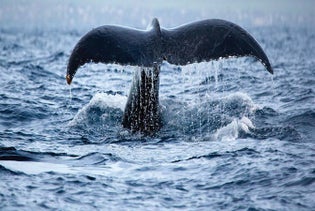 Whale Watch West Oahu in Waianae, Hawaii