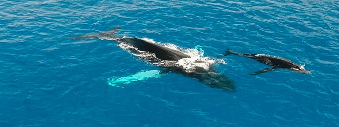 Whales and You - Whale Watching in Oahu in Honolulu, Hawaii