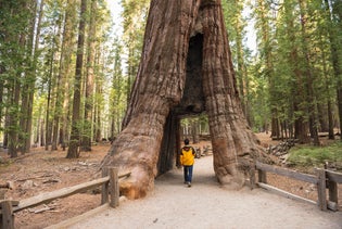 Yosemite and Giant Sequoias Day Tour from San Francisco in San Francisco, California