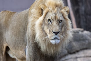 Zoo Atlanta in Atlanta, Georgia