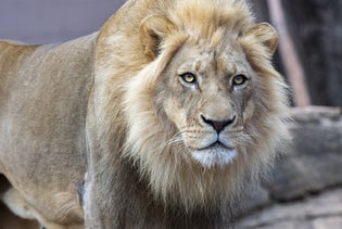 Zoo Atlanta in Atlanta, Georgia