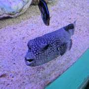 Ripley's Aquarium photo submitted by Kelly Nutter