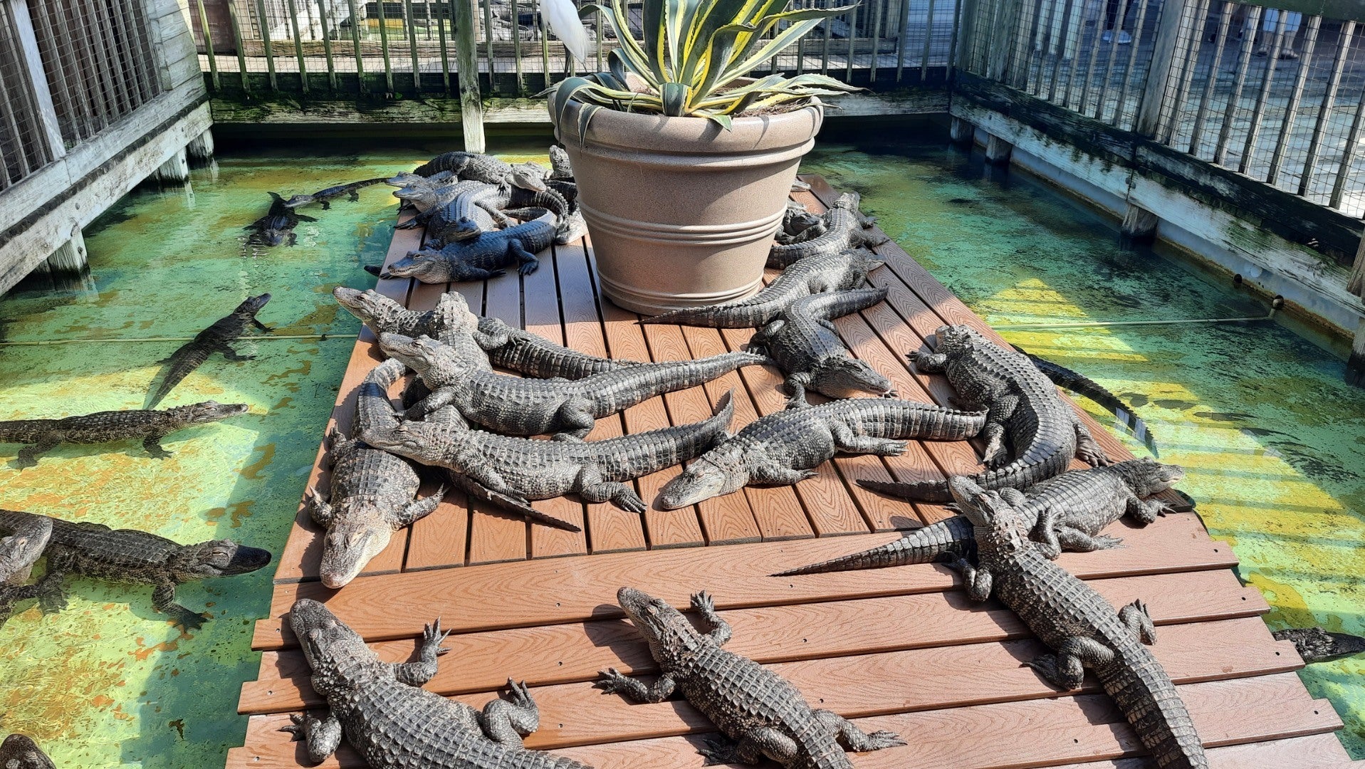 Postcard Gatorland Zoo, Orlando, Florida