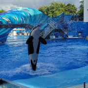 SeaWorld Orlando photo submitted by Monica Swaney