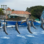 SeaWorld San Diego photo submitted by tinghong chen